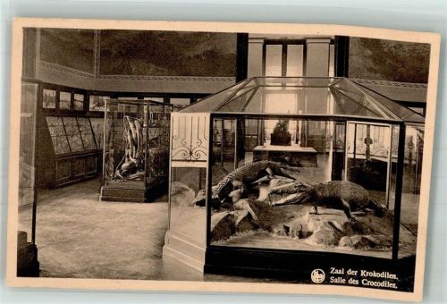 Tervuren Ausstellung Museum Krokodile