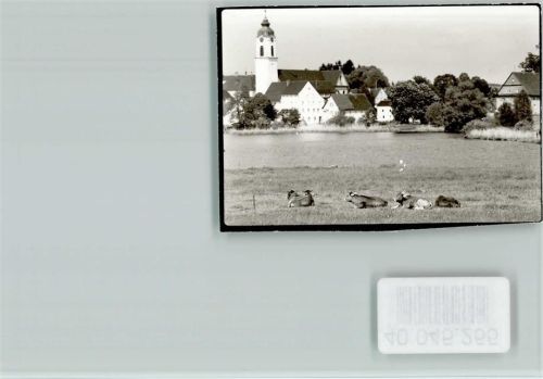 Kißlegg Kuhherde am See
