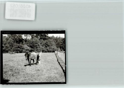 29690 W3033 Grindau FOTO KEINE AK Heimatzoo, Mutter mit Pfohlen
