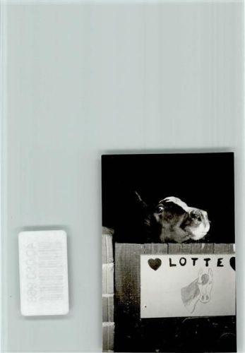 Holzhausen Pferd Lotte macht große Augen