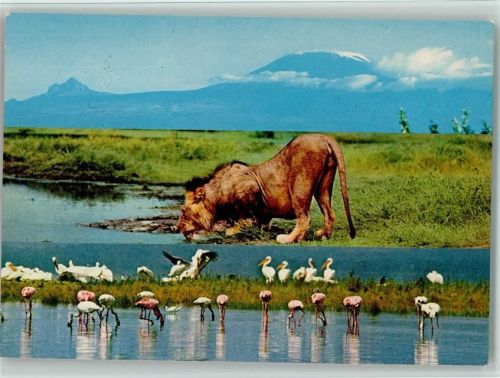 Löwe und Flamingos beim trinken