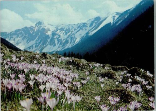 Zakopane Krokusfeld Hohe Tatra