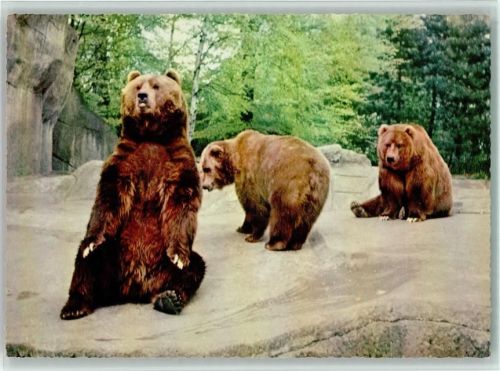 Hamburg Bären-Freianlage / Carl Hagenbeck´s Tierpark, ca. 1955