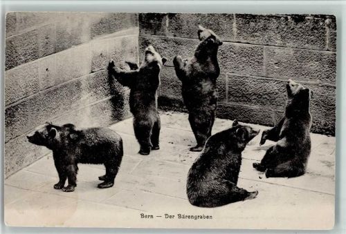 Bern Bären / Bärengraben
