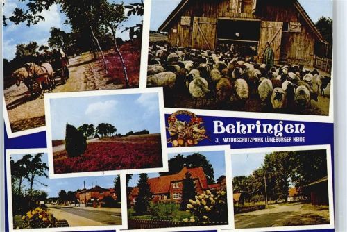 Behringen