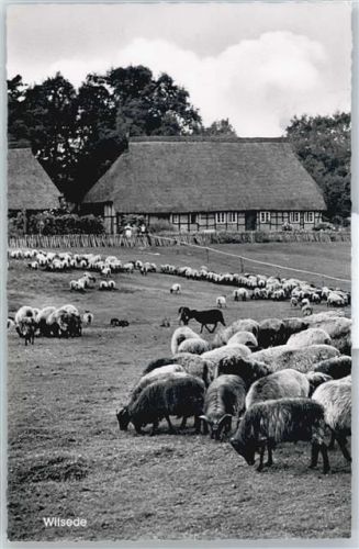 Wilsede Schafherde