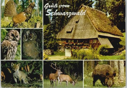 Schwarzwald Wildtiere Uhu Fuchs Wildschwein Eule 1980