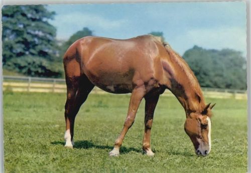 Pferd auf der Wiese Pferd 1965
