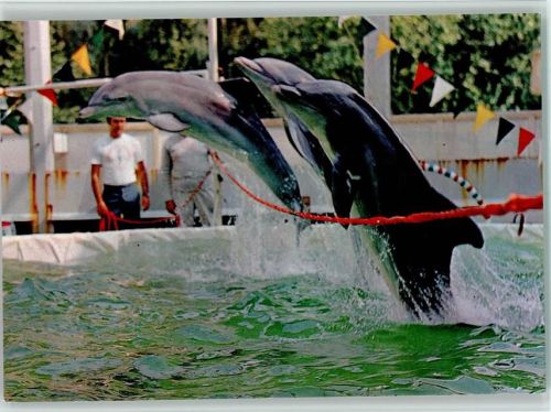 Delphine im Freizeitpark 1973 AK