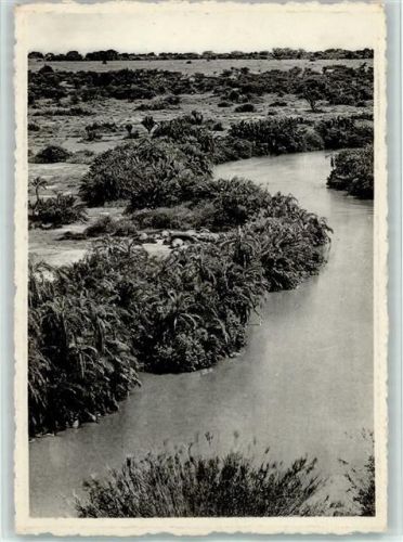 Flora - Plain of the Edward lake - Hippos sleeping on a sand-bank - Kongo