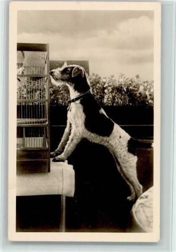 Hund beobachtet Kanarienvogel Terrier