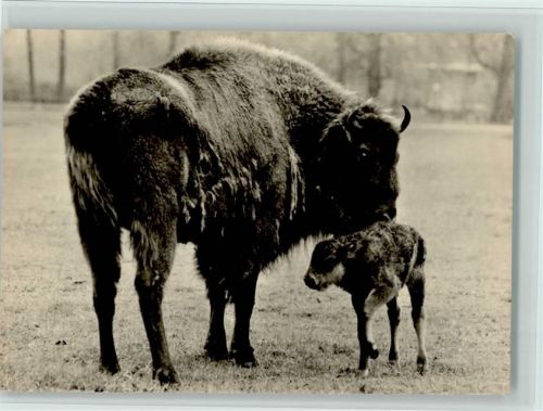 Wisentkuh mit Kalb