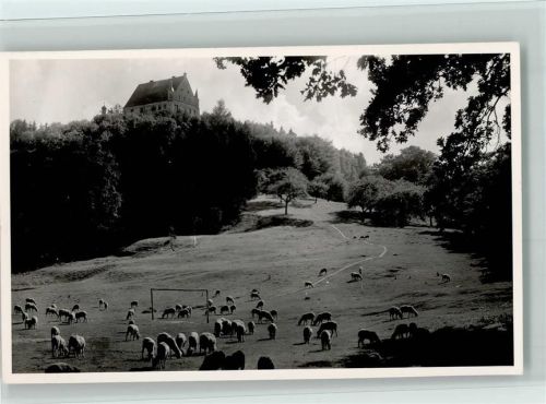 Mindelheim Schafe Mindelburg