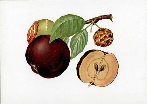 Fruchtfäule des Apfels Obstbauschädling Das Episkop
