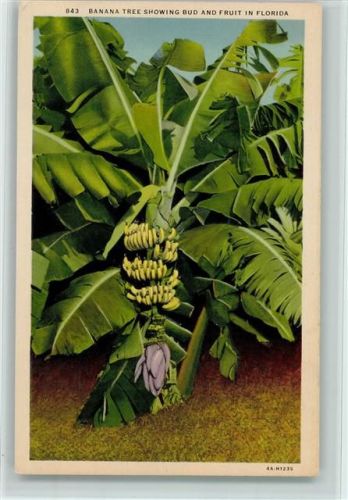 Bananenstaude