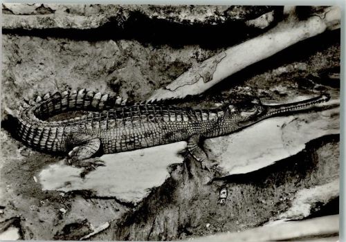 Gangesgavial