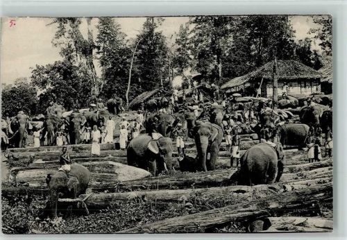 1910 Viele Arbeitselefanten transportieren Holz in Indien AK