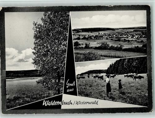 Waldernbach Ortsansichten Kühe 3-Bildaufnahme