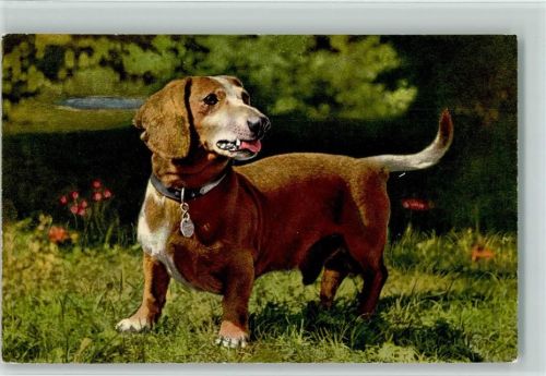1928 Basset Dachshund AK