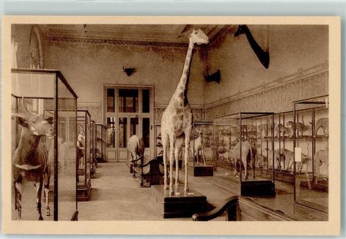 Tervuren 1918 Musee du Congo Belge - Mammailas Hall, Giraffe, Raubkatzen, Ak