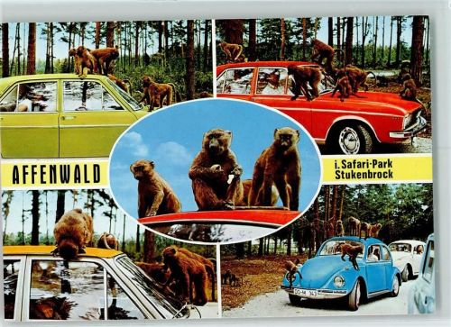 Stukenbrock Auto-Foto-Safari Paviane im Affenwald Autos Senne-Grosswild-Safari