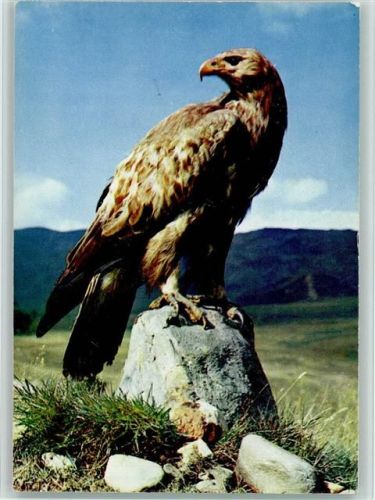 Golden Eagle