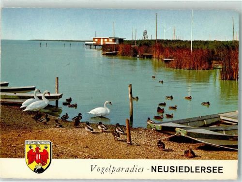 Neusiedl Schwäne Enten Neusiedlersee