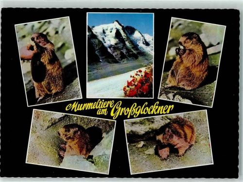 Grossglockner Murmeltiere am Großglockner Franz-Josefs-Höhe