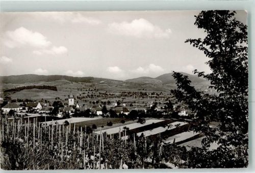 Burkheim Weinreben