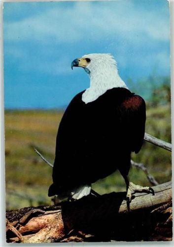 African Birds - Fish Eagle AK