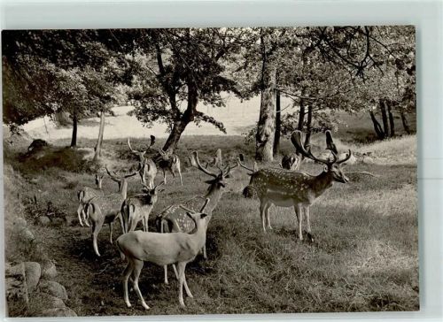 Putbus Wildgehege