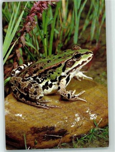 Nr. 47 Wasserfrosch Jugendhergs-Verlag Serie Spendenkarte