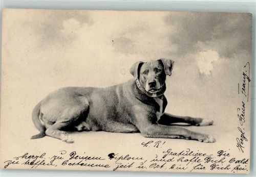 Verlag Clement Tournier & Cie Serie 75 AK Großer Hund 1906