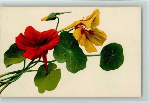 Nr. 586 - Blumen, sehr gute Erhaltung