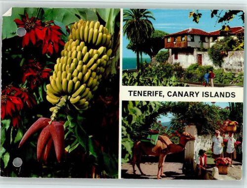 1965 Bananenstaude auf Teneriffa, Kamel,