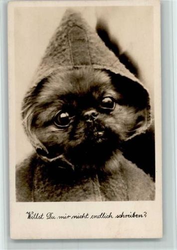 Pekinese mit Kleidung AK
