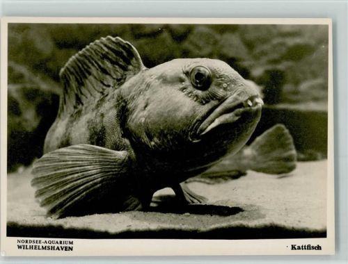 Wilhelmshaven Nordsee Aquarium - Kattfisch AK