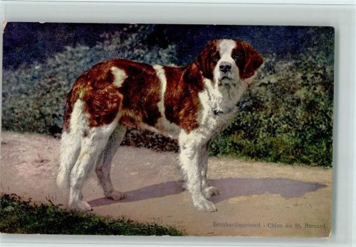 Chien du St. Bernhard - gute Erhaltung