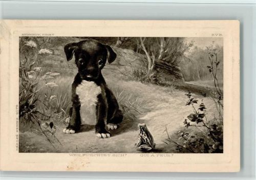 1913 Wer fürchtet sich - der Hund oder Frosch AK