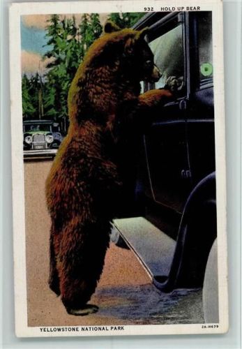 1933 Bär steht direkt am Auto - Yellowstone National Park AK