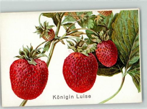 Königin Luise Erdbeeren
