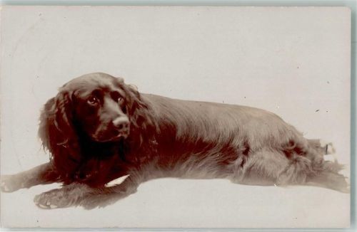 Labrador?