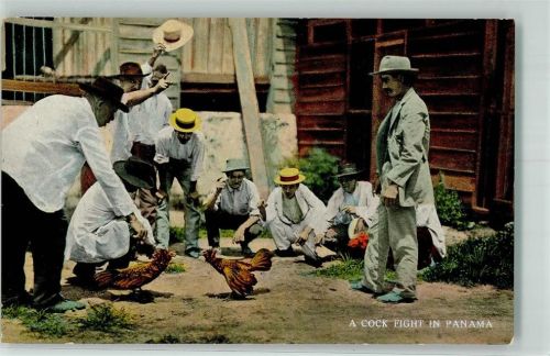 Panama City Tracht Brauchtum A Cock Figth Hahnekampf