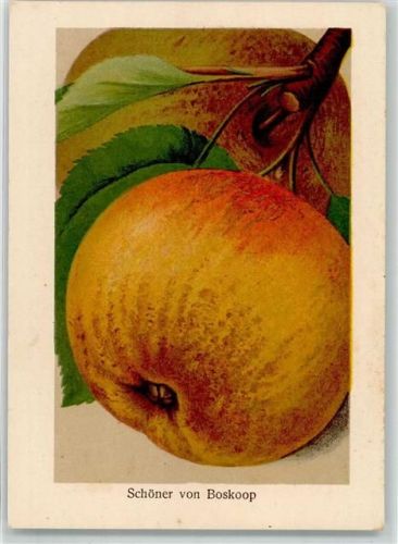 Schöner von Boskop Apfel