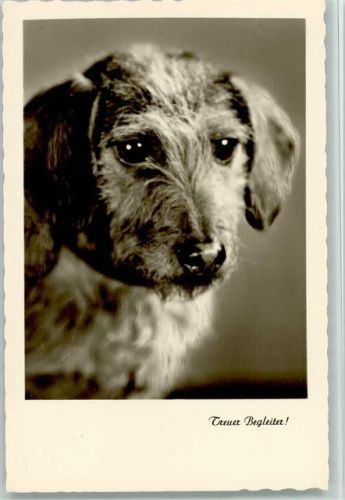 Amag 70836 Treuer Begleiter - Foto AK