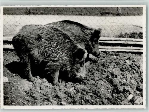 St. Gallen 1949 Wildschweine - Wildpark Peter Und Paul