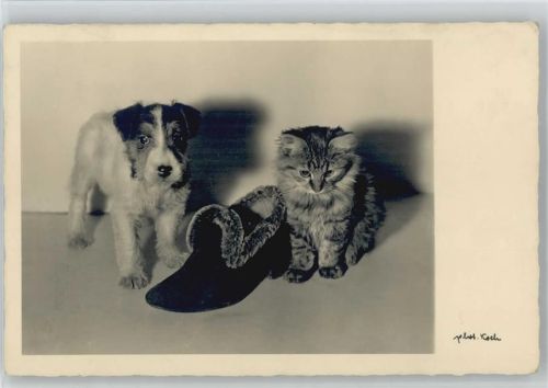 Hund und Katze - Photo Koch 1936 AK
