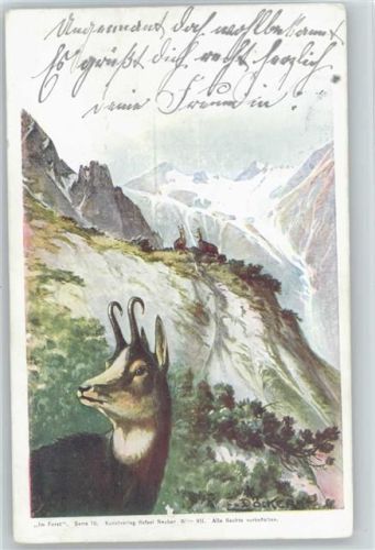 Serie 10 im Forst - Gemsen - ca 1900 AK