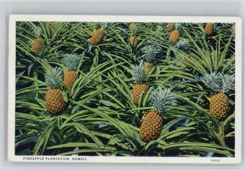 Pineapple Plantage Hawaii