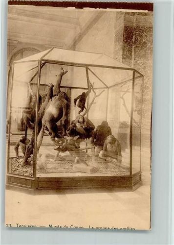 Tervuren Musée du Congo Le groupe des gorilles